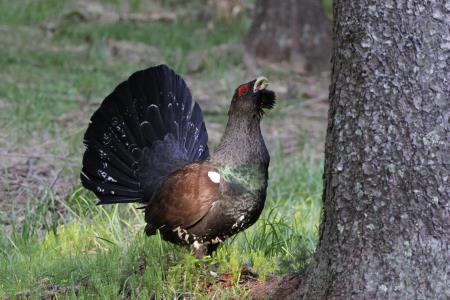 divji_petelin1_TMihelic-scaled